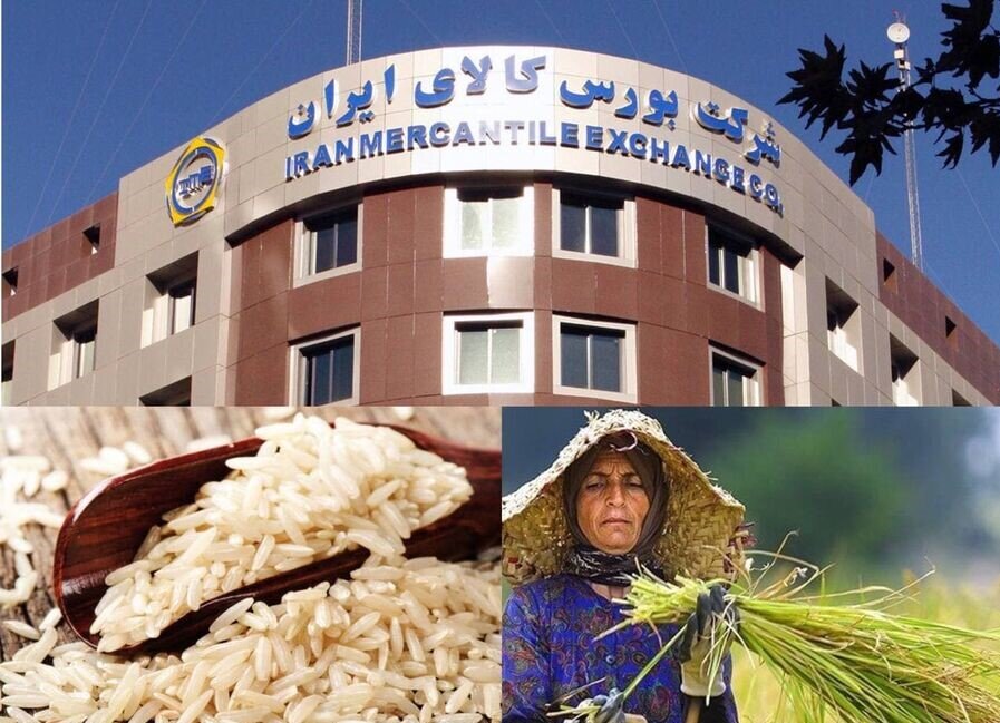 مدیرعامل مرکز تجارت برنج ایران: عرضه ارقام مختلف برنج در بورس کالا فراگیر می‌شود